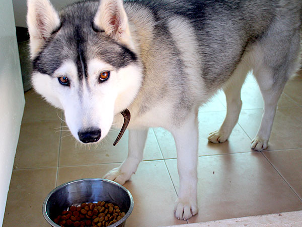 dog