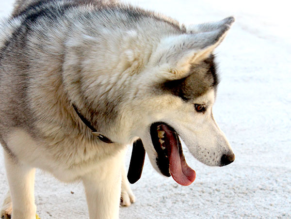 dog