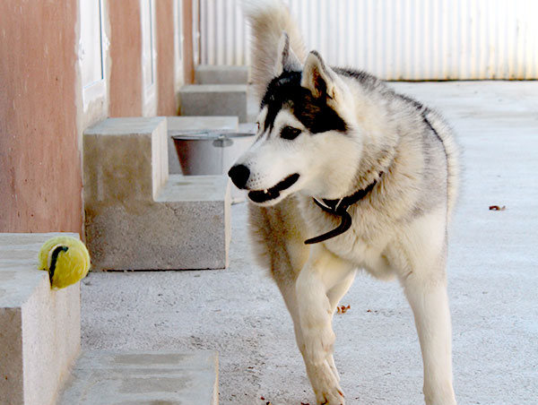 dog