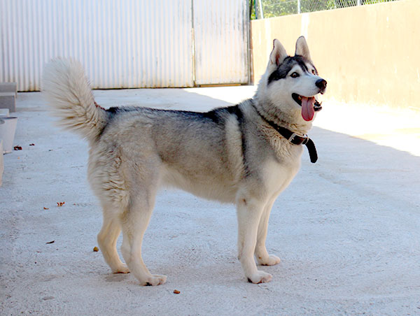 dog