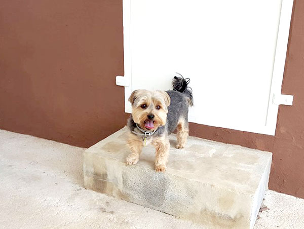 dog