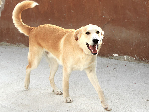 dog
