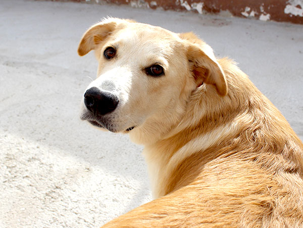 dog