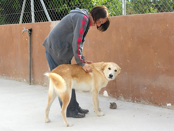 dog