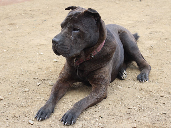 dog