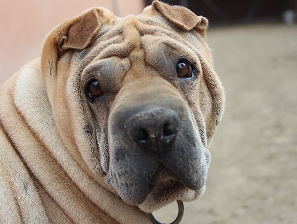dog