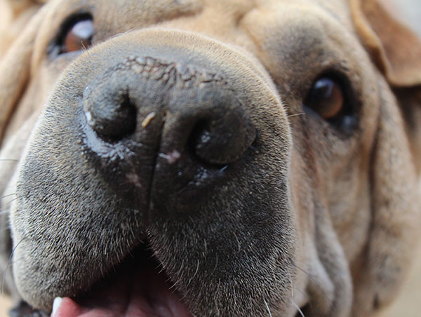 dog