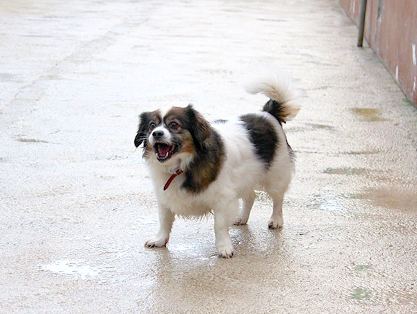 dog