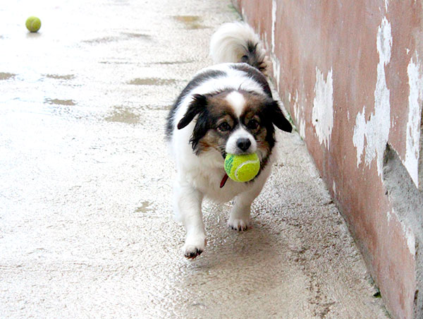 dog
