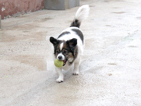 dog