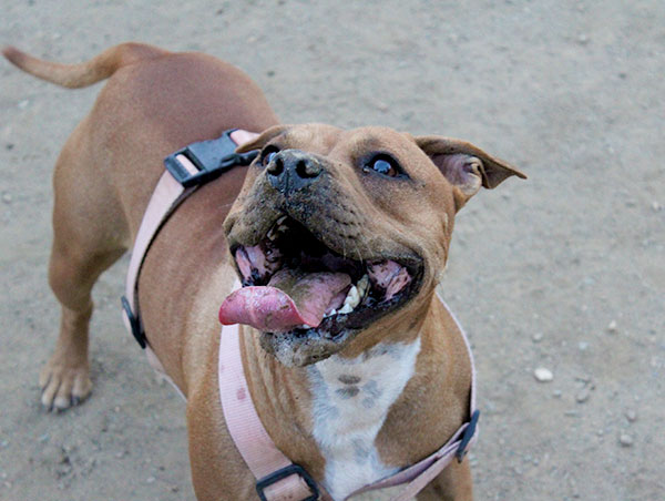 dog