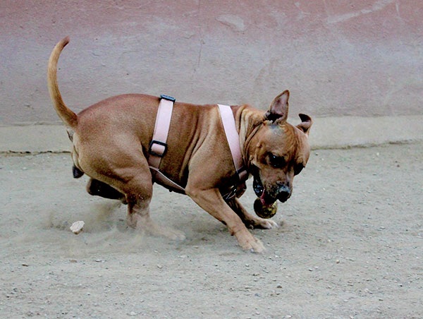 dog