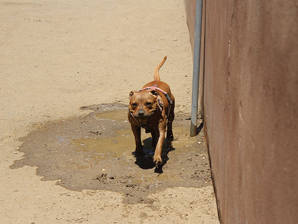 dog