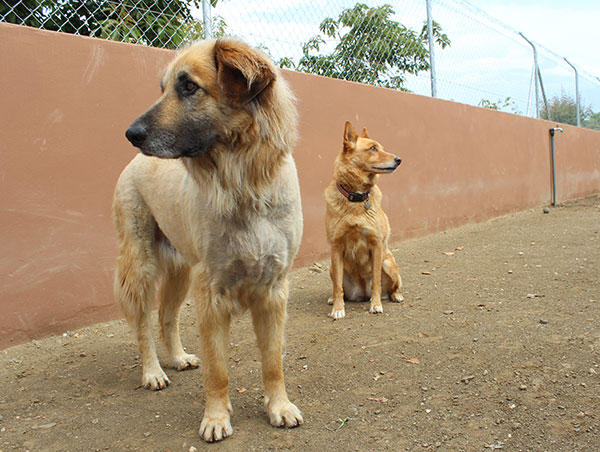 dog