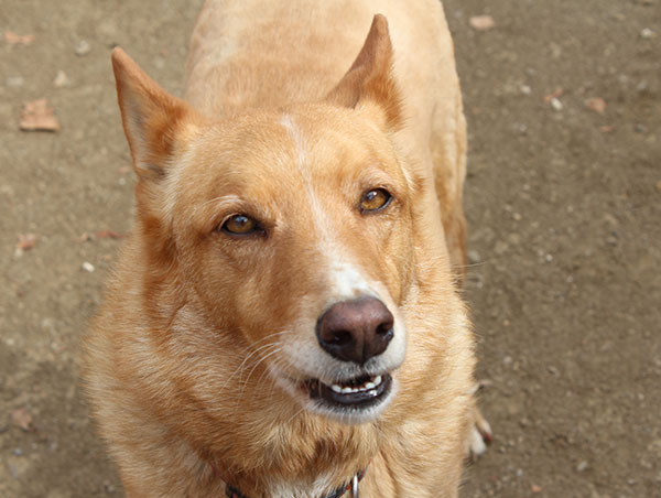 dog