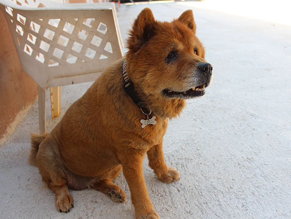 dog