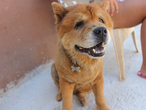 dog