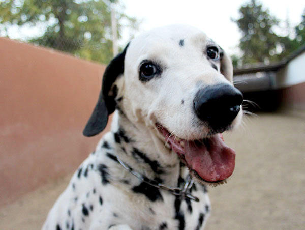 dog