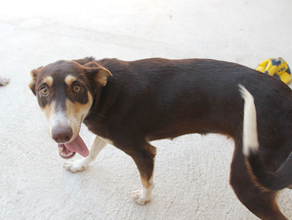 dog
