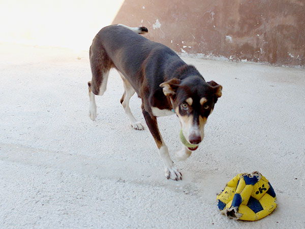 dog