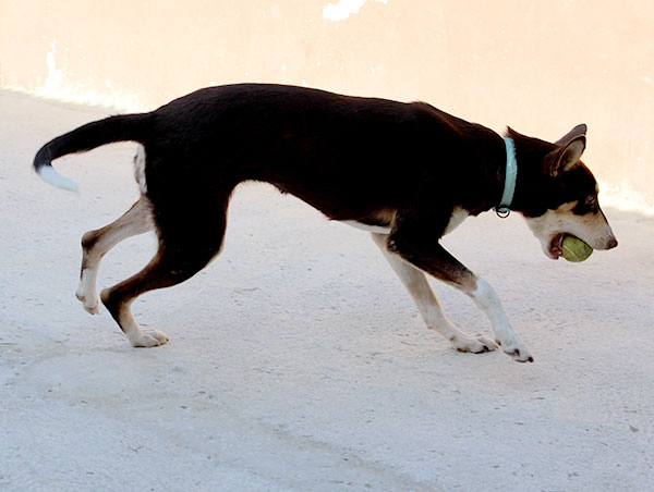 dog