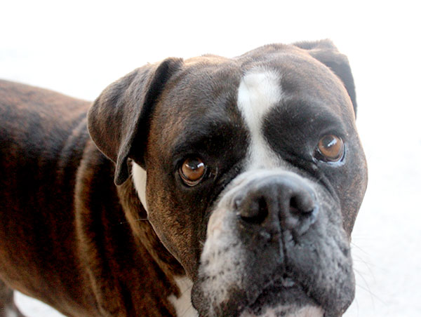 dog