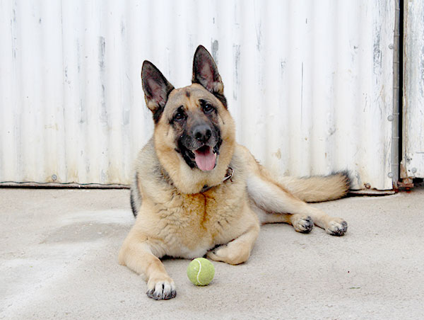 dog
