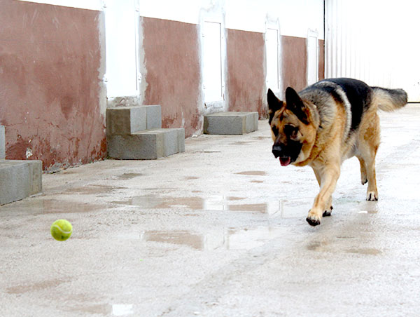 dog