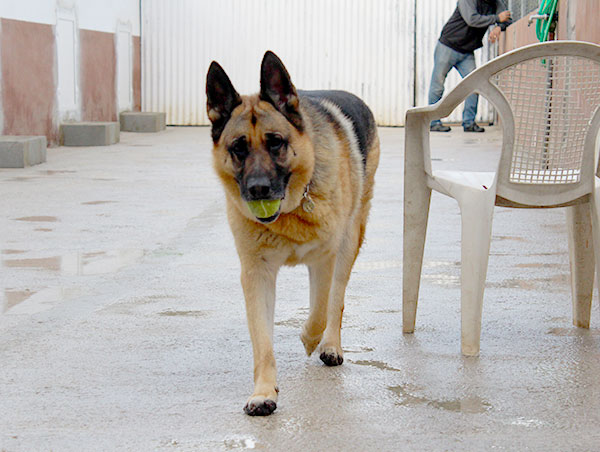dog