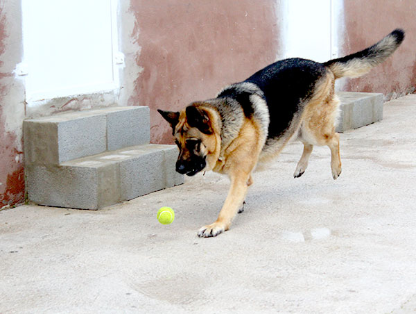 dog