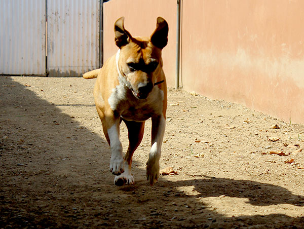 dog
