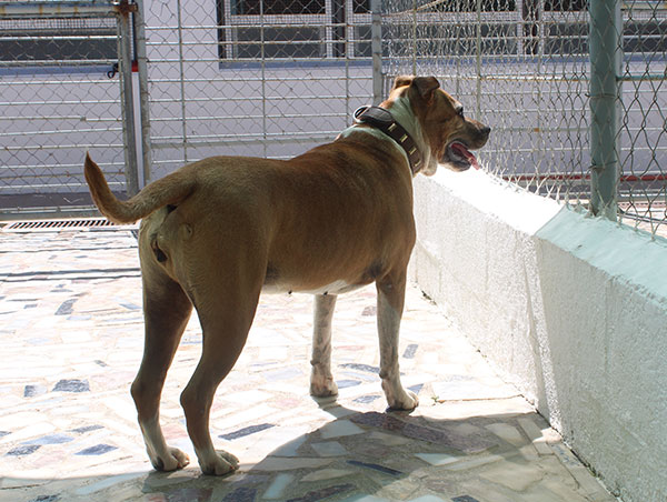 dog