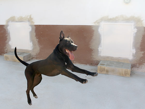 dog