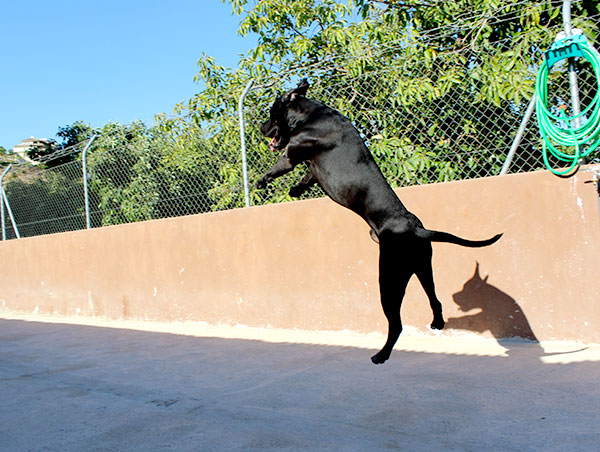 dog