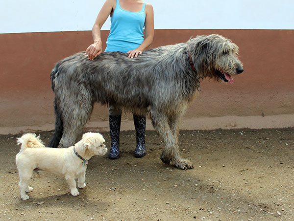 dog