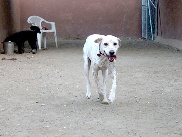 dog