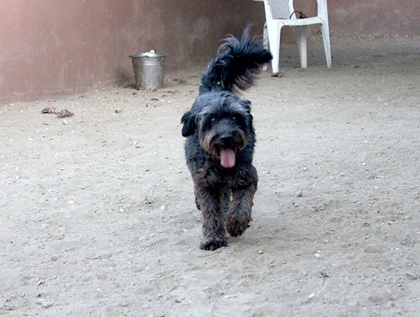 dog