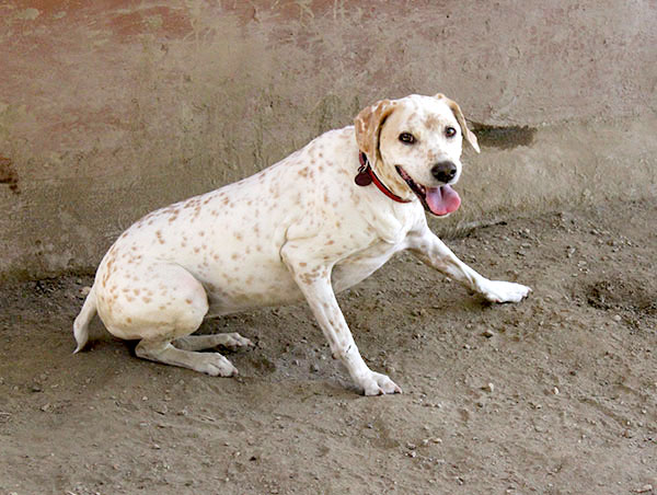 dog