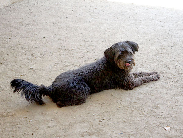 dog