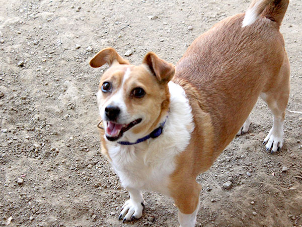 dog
