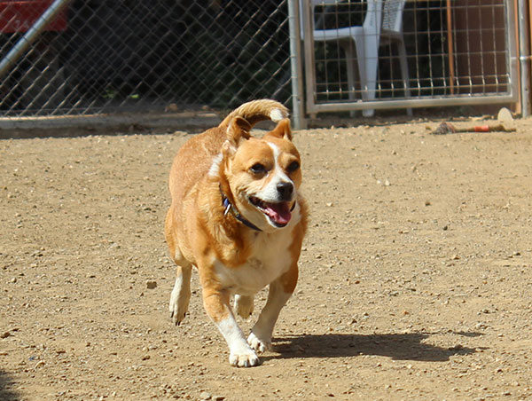dog