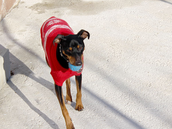 dog