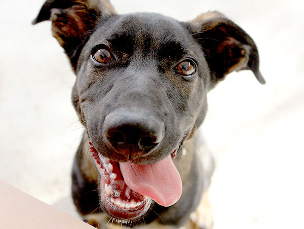 dog