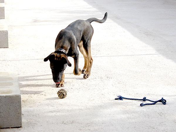 dog