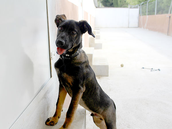 dog