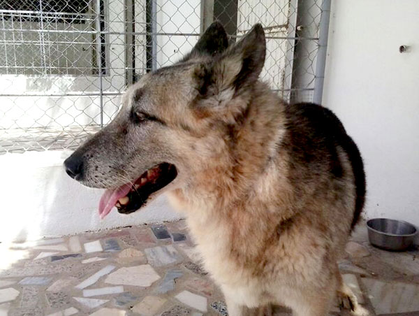 dog