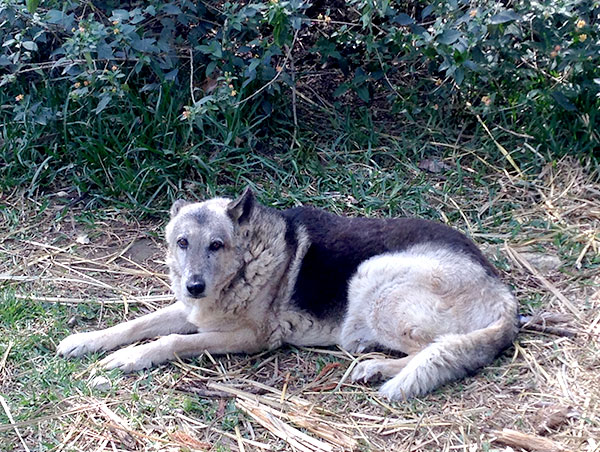 dog