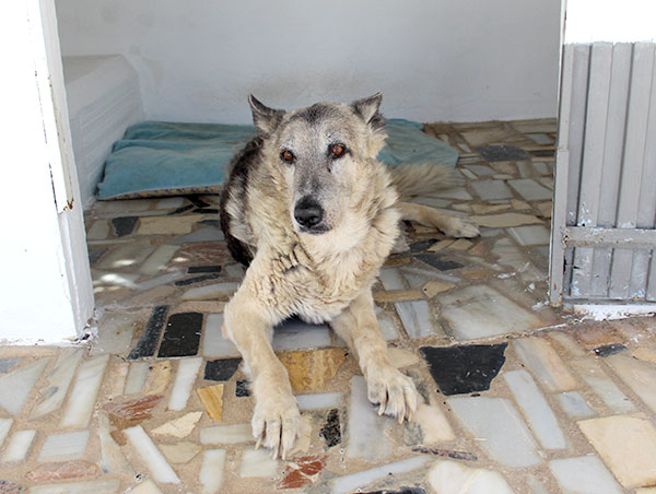 dog