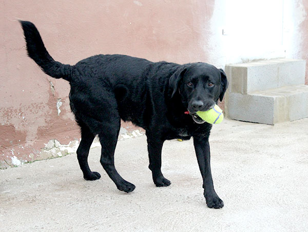 dog