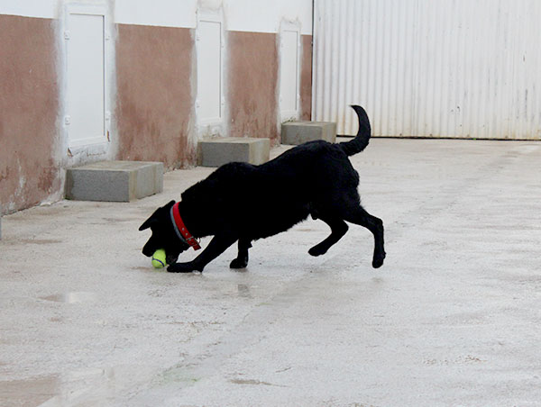 dog